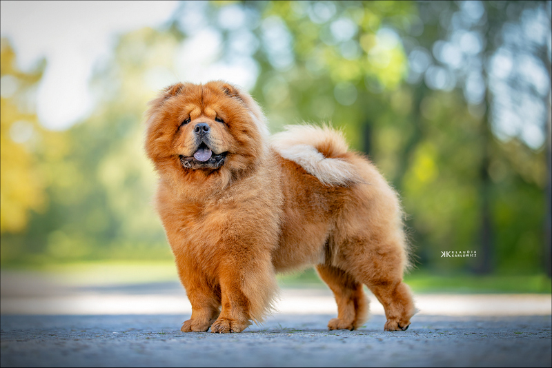 chow chow King's Joy Sky